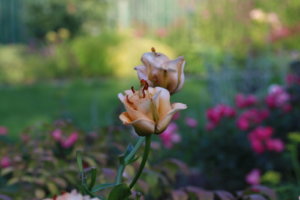 IMG_9667.JPG