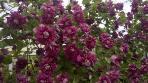 WP_20190723_14_59_03_Pro_LI.jpg