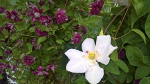 WP_20190723_15_00_35_Pro_LI.jpg