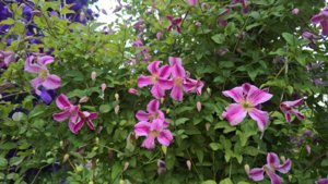 WP_20190723_15_00_44_Pro_LI.jpg