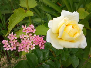 IMG_20190720_144215.jpg