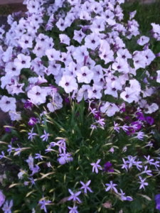 IMG_20190722_212354.jpg
