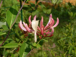 DSCN3155.JPG