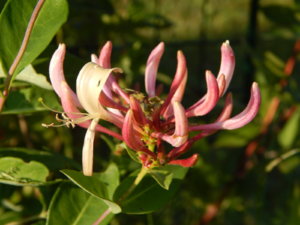 DSCN3195.JPG