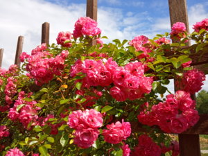 IMG_20190728_133637.jpg
