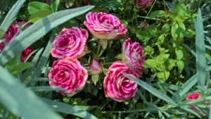 WP_20190726_14_07_47_Pro_LI.jpg