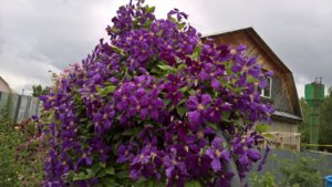 WP_20190731_10_38_44_Pro_LI.jpg