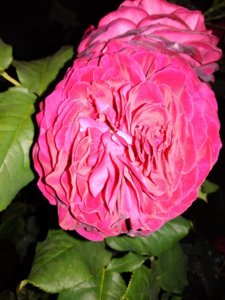 IMG_20190619_221926.jpg