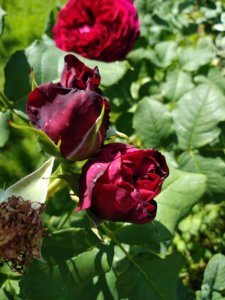 IMG_20190615_125107.jpg