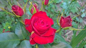 WP_20190729_15_34_24_Pro_LI.jpg