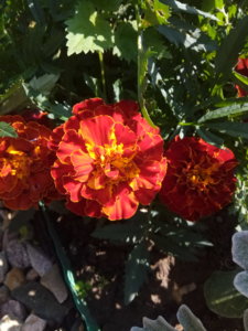 IMG_20190726_081555.jpg