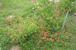 DSC04023.JPG