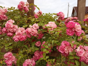 IMG_20190802_161329.jpg