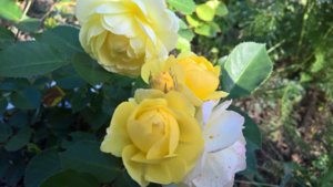 WP_20190803_14_44_42_Pro_LI.jpg