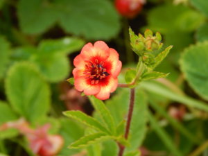 DSCN2644.JPG