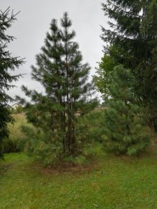 IMG_20190818_105823.jpg
