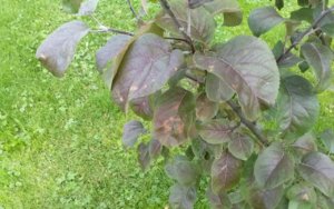 IMG-20190815-WA0000.jpg