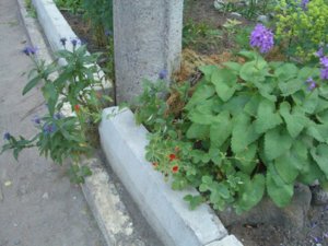 2018.07.24 Буквица, василёк, манжетка_ CIMG2964.JPG