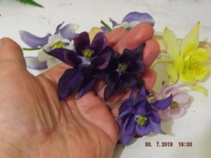 2019.07.30 Аквилегии_ DSCF4159.JPG