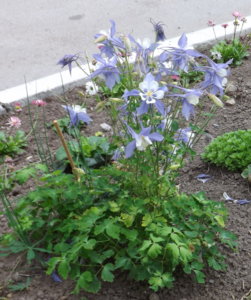 2016.07.26 Аквилегия из Цв.Зап, похоже сорт `Spring Magic Blue & White` _ DSCF2498.jpg