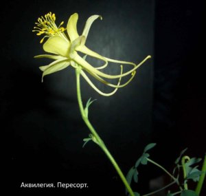 Аквилегия . Пересорт от Колорлайна, вместо _Lime Sorbet_. ф CIMG0663.jpg