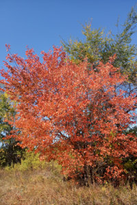 куст.jpg