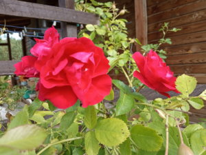 IMG_20190914_123558.jpg