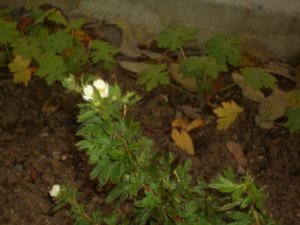 2018.10.23_ CIMG3399.JPG