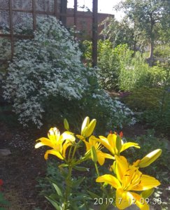 IMG_20190712_104621.jpg
