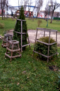 хвойн.jpg