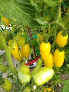 IMG_20190804_181327.jpg