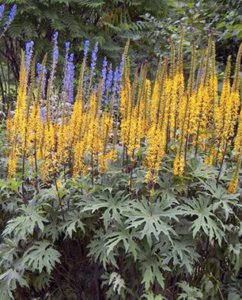 бузульник. Пржевальского Кленолистный_ ligularia5a_przewalskii-317x393.jpg
