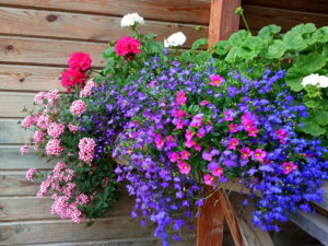 IMG_20190723_135410.jpg