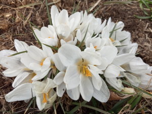 IMG_20200329_145855.jpg