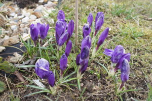 DSC06402 Флауэр.JPG