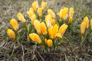 DSC06410 Биг.JPG