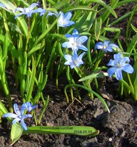 2018.05.09 Chionodoxa Luciliae (из Сад.мира) уч №1_ ф_ CIMG2218.jpg
