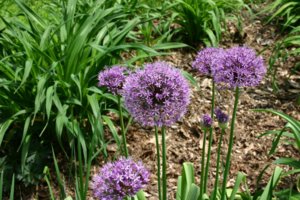 Luk-aflatunskijj-Allium-aflatunense2-1024x682.jpg