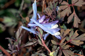 Corydalis 'Purple Leaf'_ b_1959_0556425001484196697.jpg