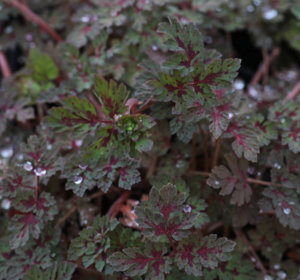 Corydalis 'Purple Leaf'_ b_1959_0394836001484196681.jpg