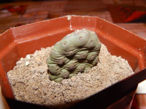 DSCN0481.JPG