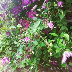 IMG_20190724_145126.jpg