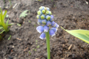 мускри.jpg