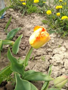 IMG_20200502_114416.jpg