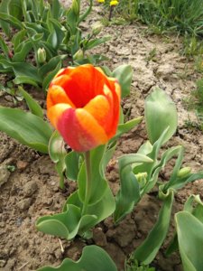 IMG_20200502_114410.jpg
