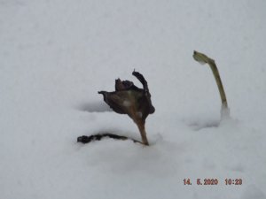 DSCF6021.JPG