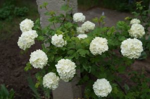 DSC05794.JPG