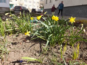 2019.05.18 Нарцисс  Dutch Master (Джубилли О 17 г) DSCF3457.JPG