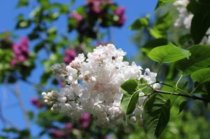 IMG_7822.JPG