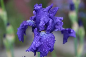 IMG_9012.JPG